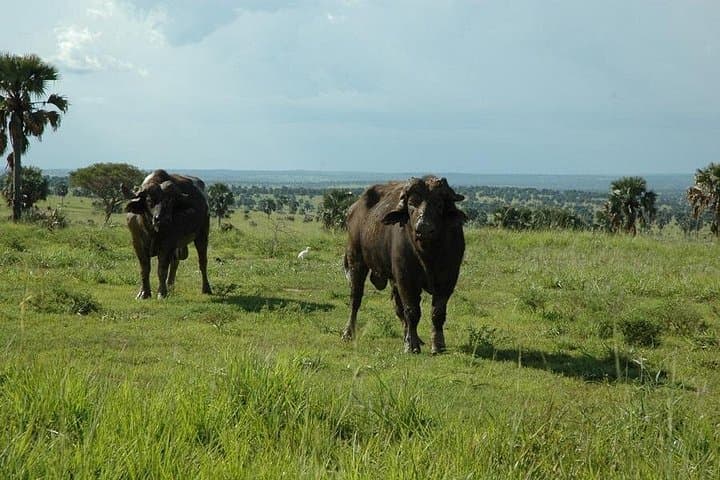 Luxury 4-Day Flight Safari to Kidepo Valley National Park photo 5
