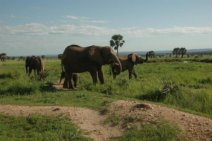 Luxury 4-Day Flight Safari to Kidepo Valley National Park photo 4
