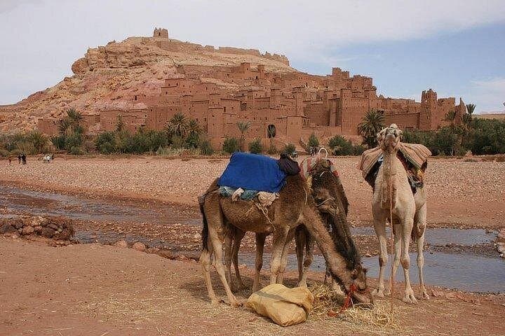 Souss-Massa Private Day Trip: Coastal Wildlife, Birding and Traditional Lunch photo 1