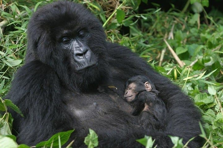 Rwanda 3-Day Gorilla Safari — Mid-Range Volcanoes National Park Trek