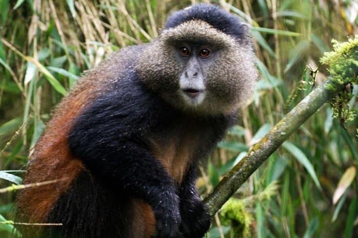 14-Day Uganda & Rwanda Primate Safari — Gorilla & Chimp Trekking with Murchison Falls photo 6