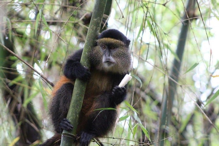 Rwanda 3-Day Gorilla Safari — Mid-Range Volcanoes National Park Trek photo 5