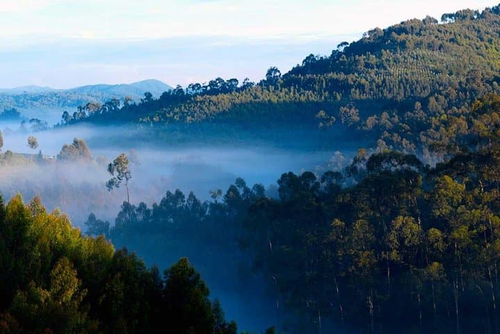 14-Day Uganda & Rwanda Primate Safari — Gorilla & Chimp Trekking with Murchison Falls photo 4