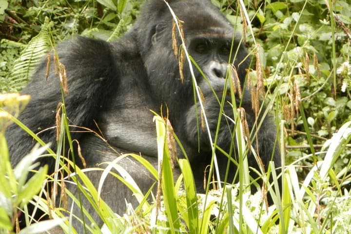 14-Day Uganda & Rwanda Primate Safari — Gorilla & Chimp Trekking with Murchison Falls photo 3