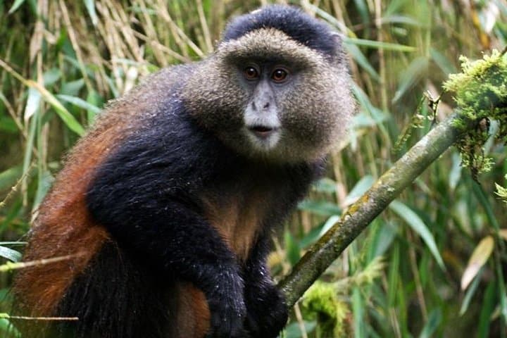Rwanda 3-Day Gorilla Safari — Mid-Range Volcanoes National Park Trek photo 4