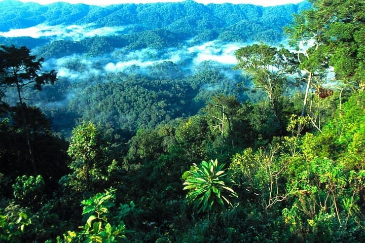 Rwanda 3-Day Gorilla Safari — Mid-Range Volcanoes National Park Trek photo 6