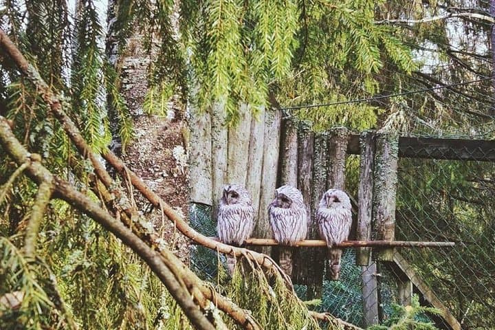 Ranua Wildlife Park Tour from Rovaniemi — Small-Group Arctic Zoo Experience photo 2