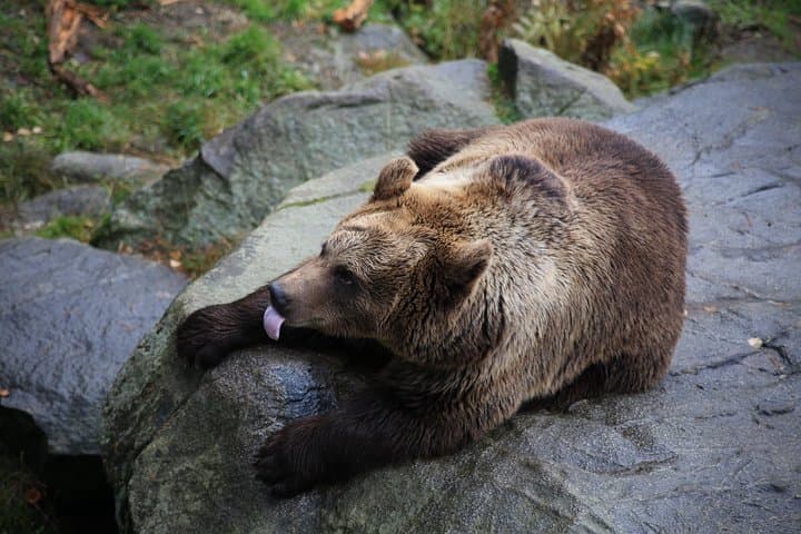 Ranua Wildlife Park Tour from Rovaniemi — Small-Group Arctic Zoo Experience