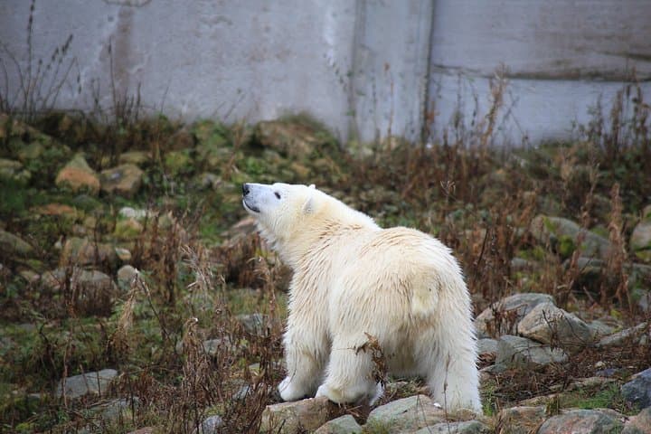 Ranua Wildlife Park Tour from Rovaniemi — Small-Group Arctic Zoo Experience photo 3