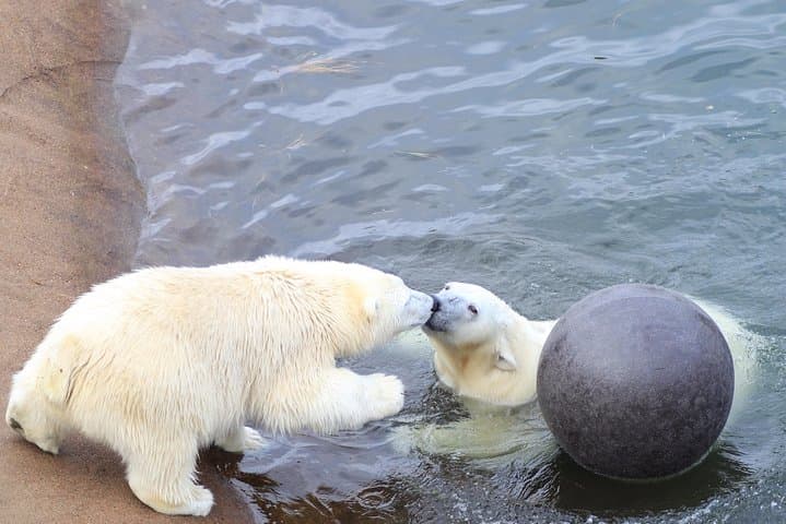 Ranua Wildlife Park Tour from Rovaniemi — Small-Group Arctic Zoo Experience photo 4
