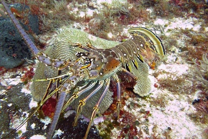 4-Day Diving Package: Playa del Carmen, Cozumel & Cenote Caverns photo 6