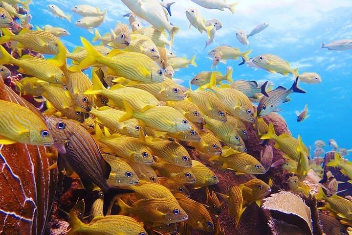 4-Day Diving Package: Playa del Carmen, Cozumel & Cenote Caverns photo 5