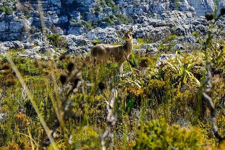 Hike to Tranquility Cracks on Table Mountain: Camps Bay's Quiet 12 Apostles Route photo 5