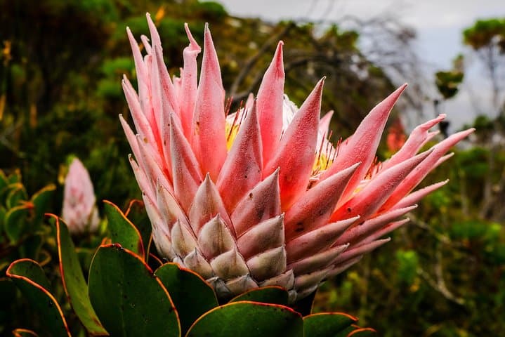 Hike Table Mountain via India Venster — Cape Town’s Classic Scramble photo 5