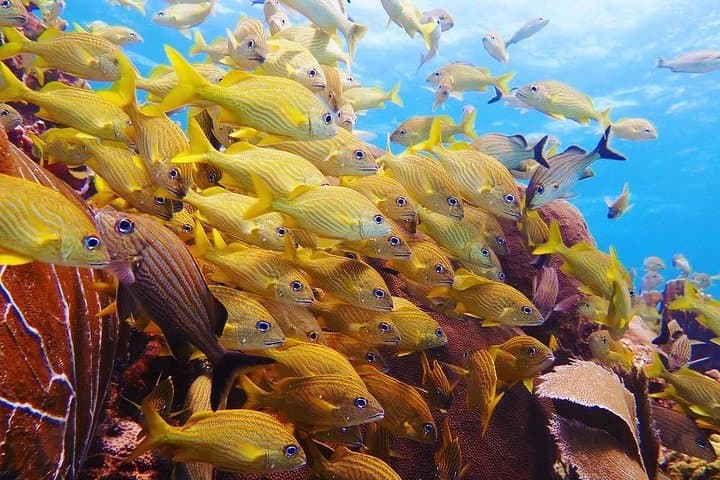 PADI Open Water Diver Course in Cancun — 3-Day Certification & 4 Ocean Dives photo 5