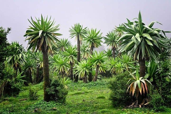4-Day Simien Mountains Trekking: Geladas, Walia Ibex & Jinbar Waterfall photo 3