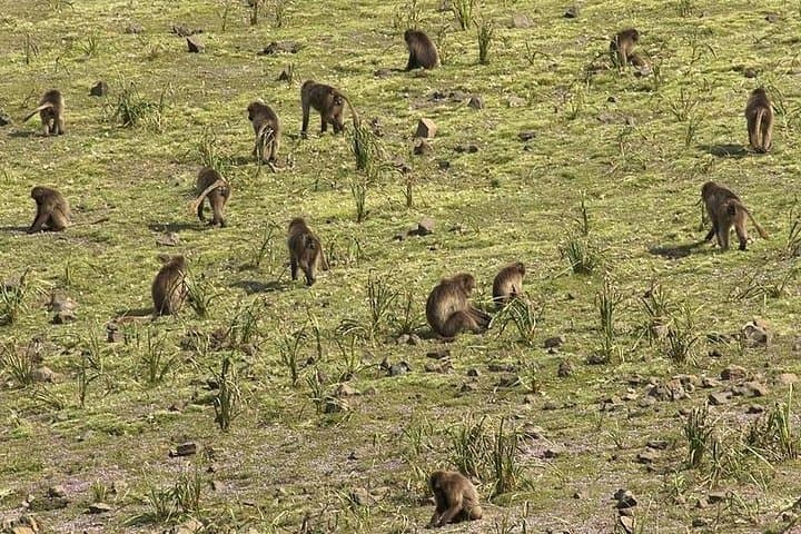 Trek the Simien: Sankaber to Jinba Waterfall Day Hike from Gondar