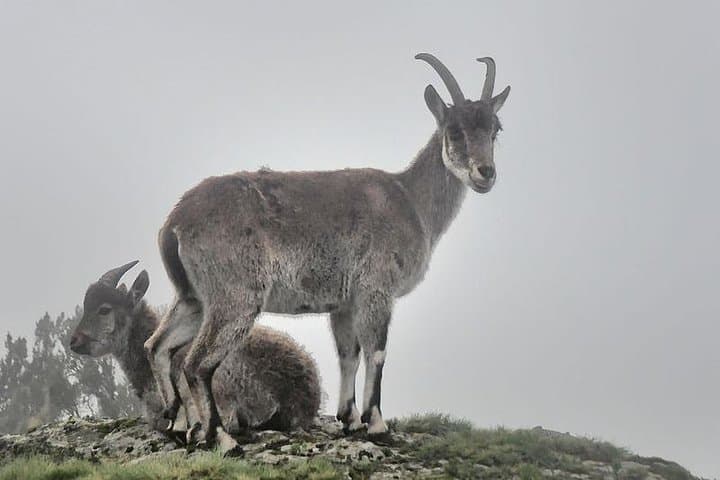 2-Day Simien Mountains Trek: Sankaber & Jinbahir Waterfall Trek photo 5