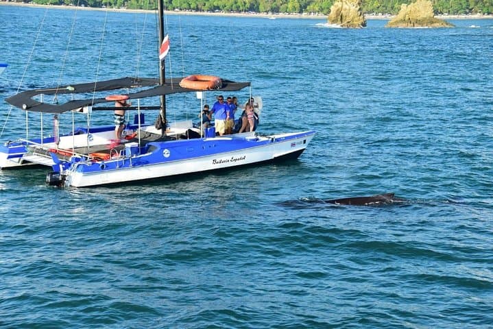 Private Catamaran Eco Adventure Manuel Antonio - Snorkel, Dolphins & Sunset Cruise photo 6