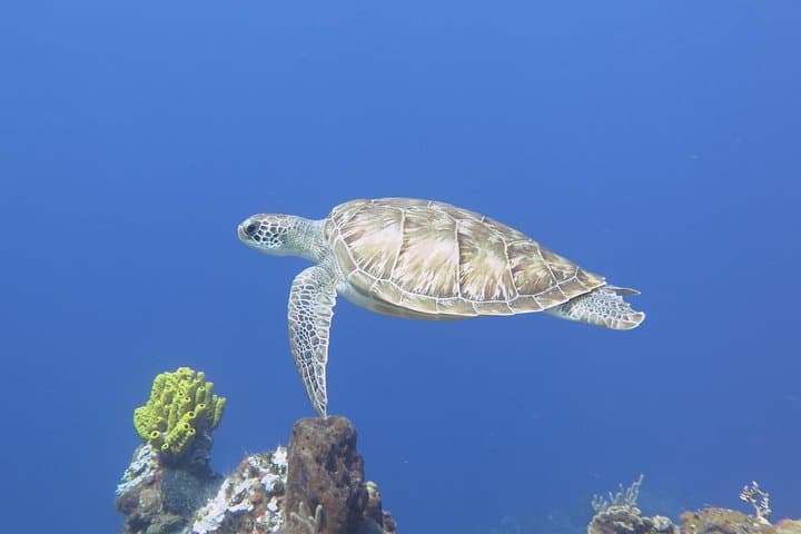 PADI Open Water Diver Course in Cancun — 3-Day Certification & 4 Ocean Dives photo 2