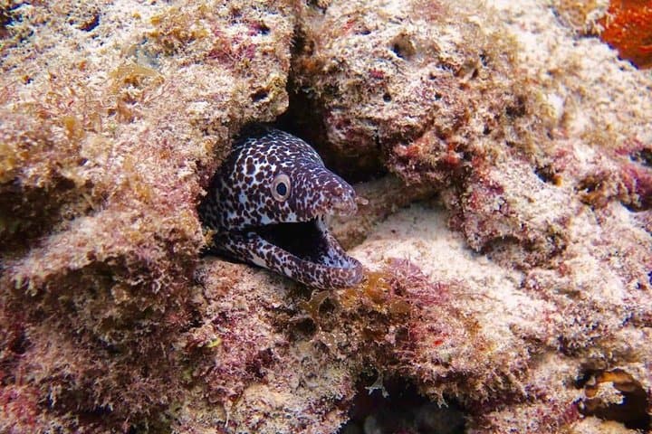 Mayan Riviera: 8-Day Cenote and Cozumel Dive Package photo 4