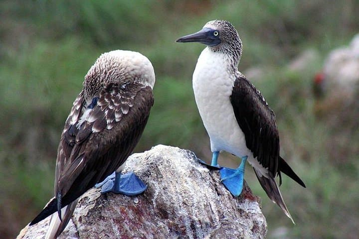 Marietas Islands Day Trip & Playa Escondida: Snorkel, Kayak & Swim from Puerto Vallarta photo 6