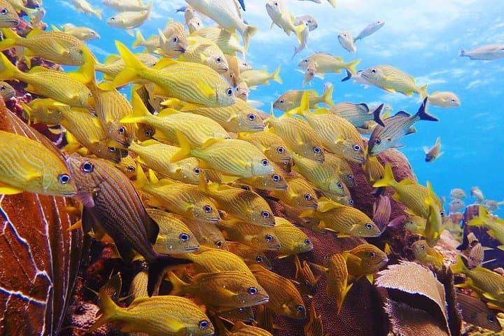 PADI Advanced Open Water Diver Course in Playa del Carmen — 5 Dives & Cenote Options photo 4