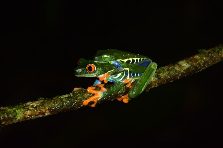 Arenal Canopy Tour: Zipline, Tarzan Swing & Night Walk in La Fortuna photo 1