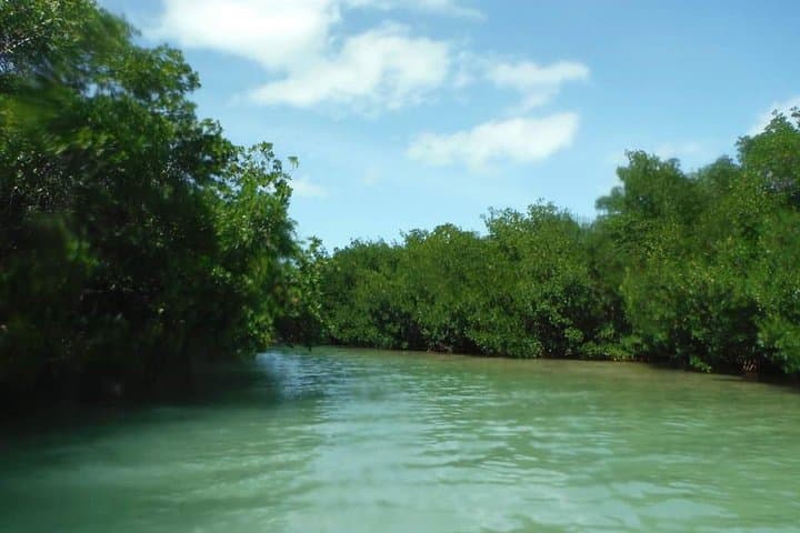 Key West Dinghy Drinking Tour: Mangrove Tunnels, Swim Stops & Waterfront Bars photo 6