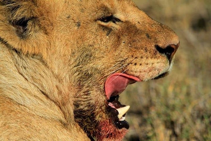 5-Day Private Luxury Safari to Lake Manyara, Serengeti & Ngorongoro