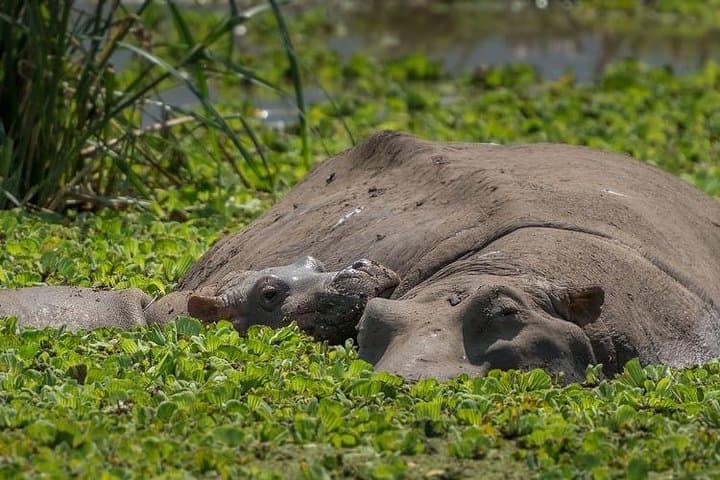 5-Day Private Luxury Safari to Lake Manyara, Serengeti & Ngorongoro photo 4