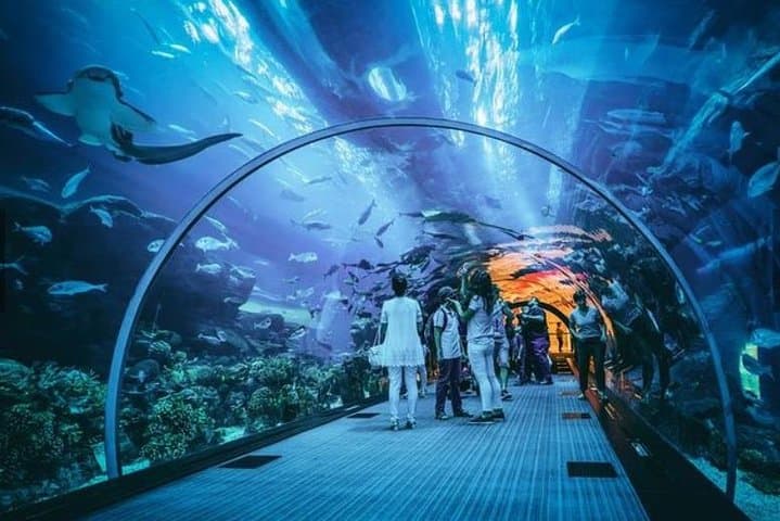 S.E.A. Aquarium Singapore One-Day Ticket — 9m Acrylic Dome & Open Ocean Habitat