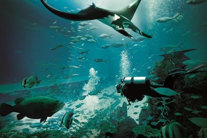 S.E.A. Aquarium Singapore One-Day Ticket — 9m Acrylic Dome & Open Ocean Habitat photo 2
