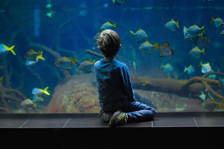 S.E.A. Aquarium Singapore One-Day Ticket — 9m Acrylic Dome & Open Ocean Habitat photo 4
