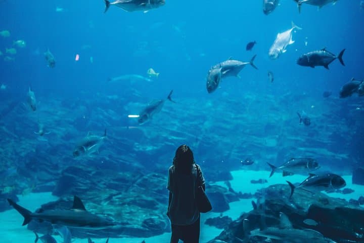 S.E.A. Aquarium Singapore One-Day Ticket — 9m Acrylic Dome & Open Ocean Habitat photo 5