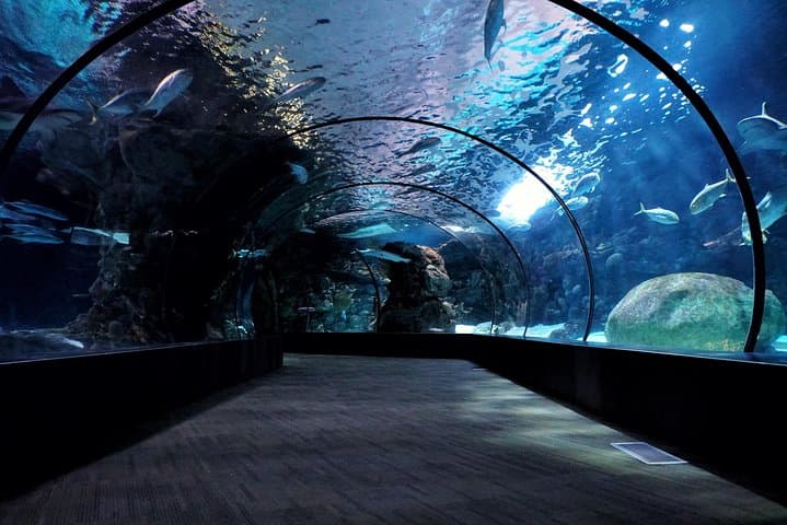 S.E.A. Aquarium Singapore One-Day Ticket — 9m Acrylic Dome & Open Ocean Habitat photo 6