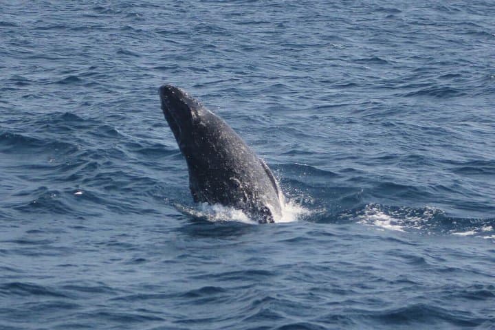 Watamu Humpback Whale Watching — Best Season, What to Expect & Practical Guide