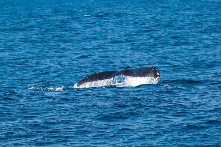 Watamu Humpback Whale Watching — Best Season, What to Expect & Practical Guide photo 2
