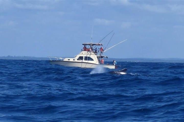 Watamu Humpback Whale Watching — Best Season, What to Expect & Practical Guide photo 3