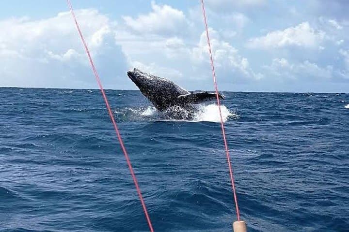 Watamu Humpback Whale Watching — Best Season, What to Expect & Practical Guide photo 4