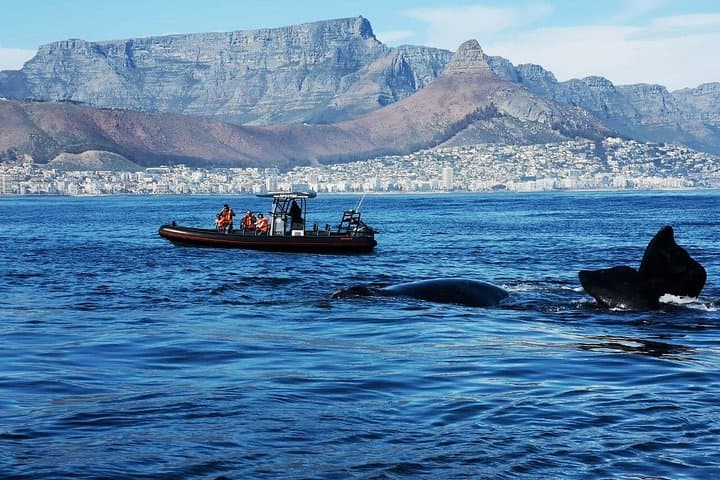Ocean Safari: Cape Town RIB Wildlife Cruise from V&A Waterfront photo 3