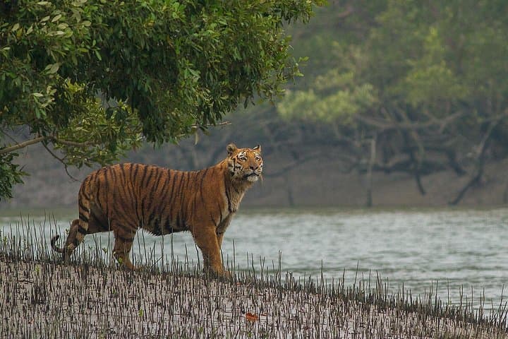 Explore North East Himalaya: Darjeeling, Kaziranga & Tribal Village Expedition