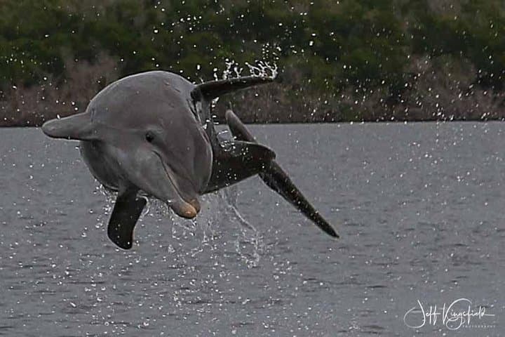10,000 Islands Dolphin & Shelling Tour from Goodland — 3.5-Hour Eco-Boat Excursion photo 5