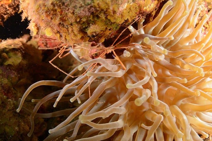 Curacao Guided Shore Dive: Two-Tank Reef, Drop-Off and Wreck Exploration with Scubaçao photo 3