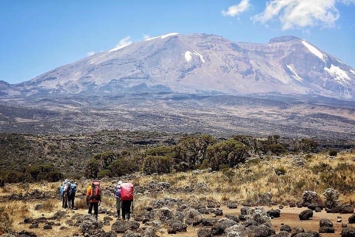 Lemosho Route: 8-Day Kilimanjaro Trek from Rainforest to Uhuru Peak photo 3