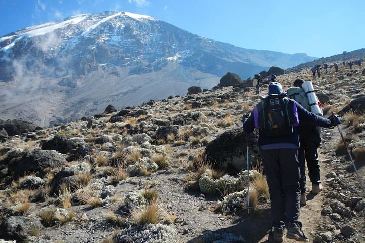 Lemosho Route: 8-Day Kilimanjaro Trek from Rainforest to Uhuru Peak photo 2