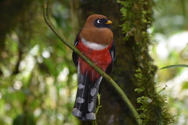 Acaime Reserve: Cloud-Forest Birding Walk and Suspension Bridges in Cocora Valley