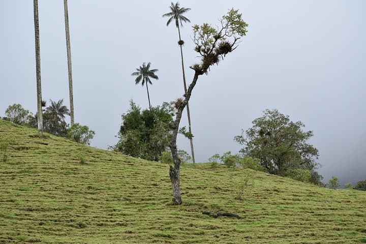 Acaime Reserve: Cloud-Forest Birding Walk and Suspension Bridges in Cocora Valley photo 2