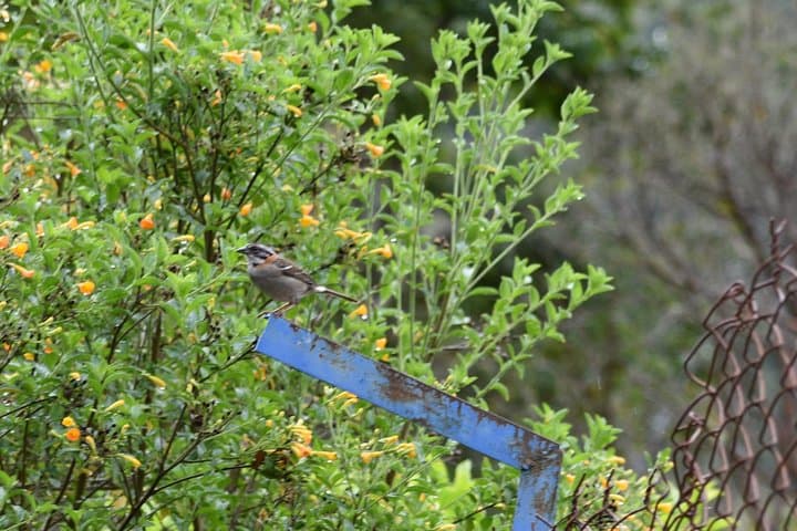 Acaime Reserve: Cloud-Forest Birding Walk and Suspension Bridges in Cocora Valley photo 3
