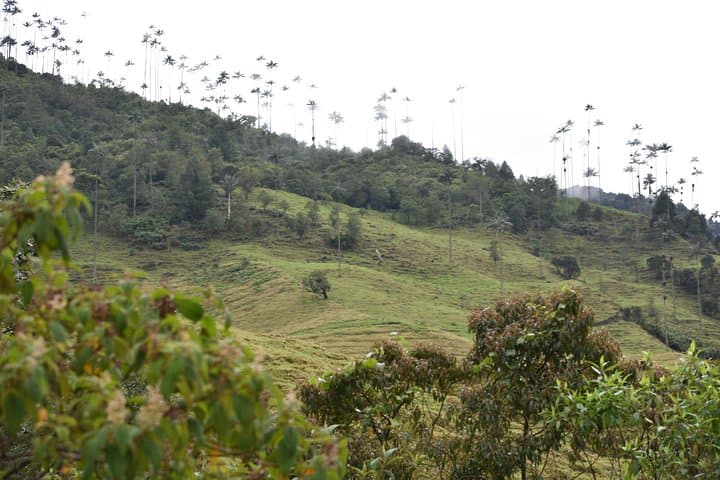 Acaime Reserve: Cloud-Forest Birding Walk and Suspension Bridges in Cocora Valley photo 4